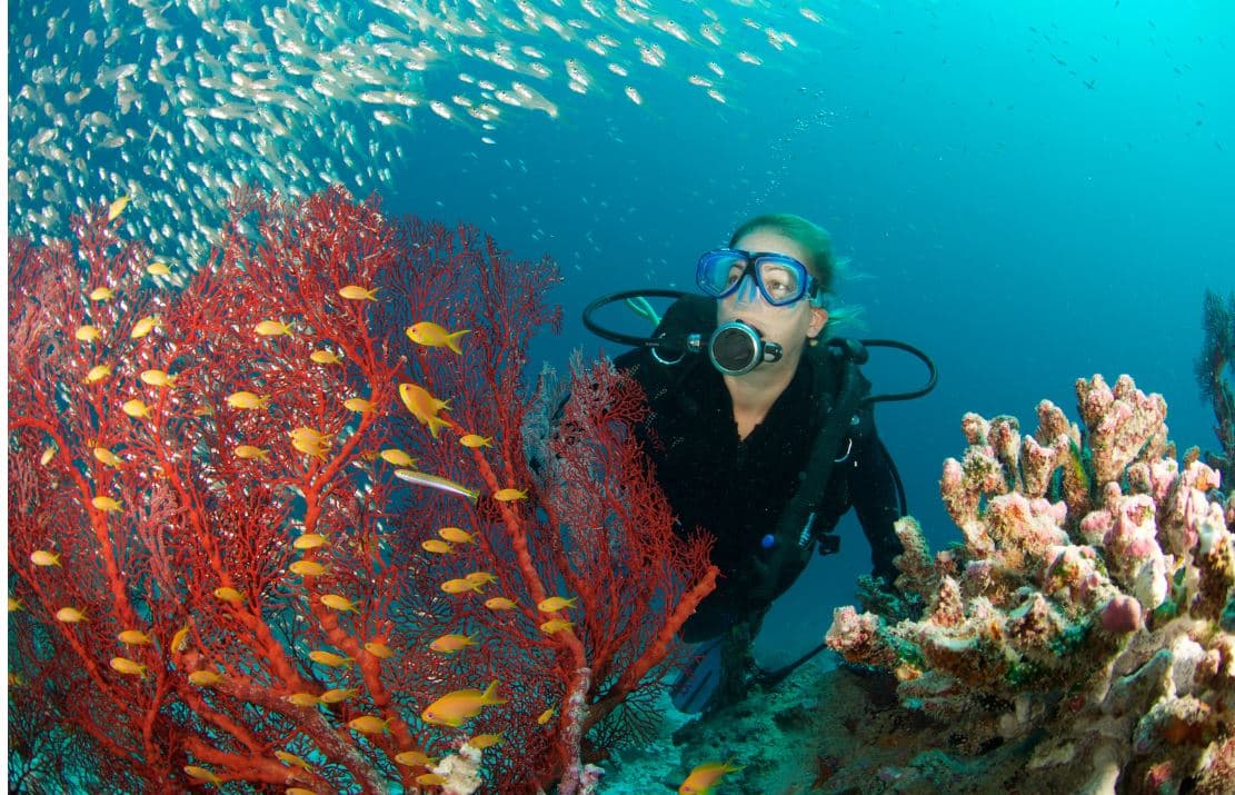 Mid Reef