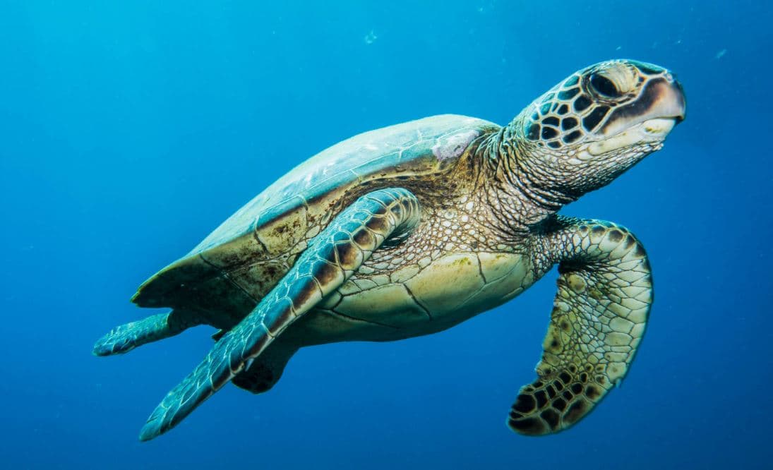 Turtle Cave